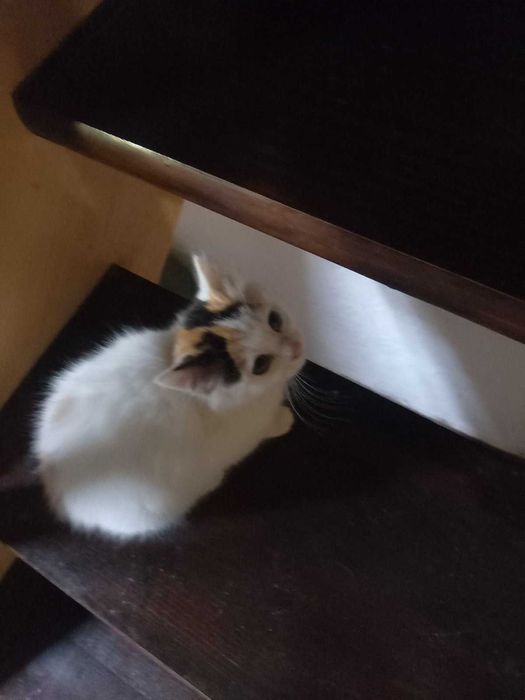 Подарявам 2 женски , домашни котета на 55 дни