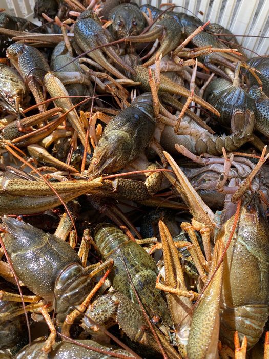 Раки живые разных градаций