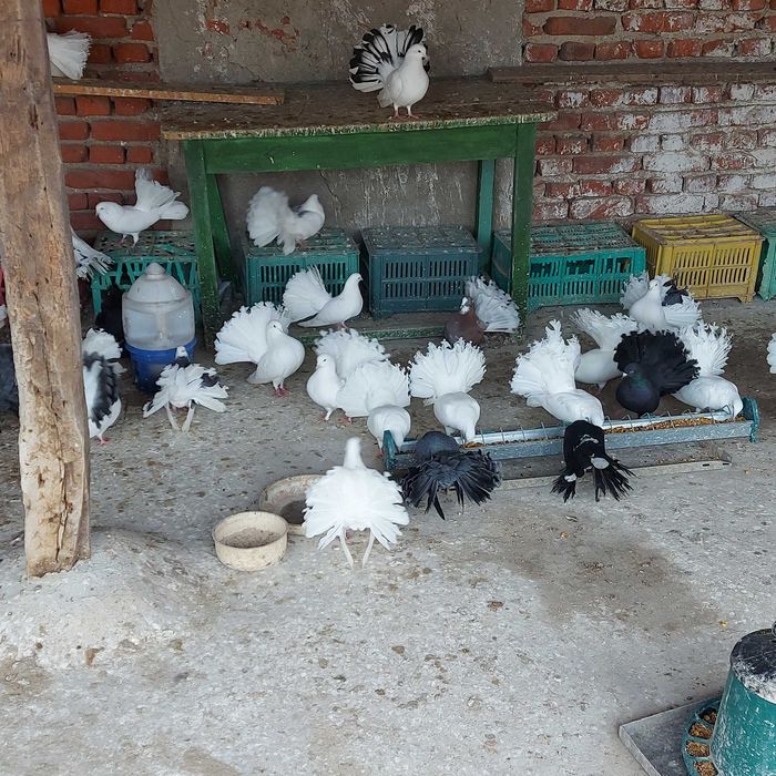 Продавам гълъби финерлии