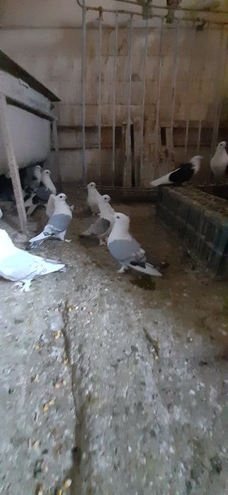 Porumbei zburatori,jucatori,misirli si maria stuard.