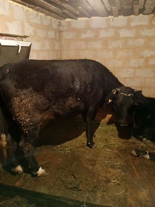 Продам сочную Корову с Бычком