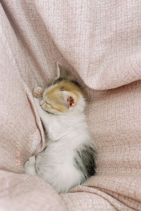 Отдаю кота в хорошие руки