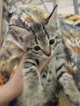 Pishiq beriledi, 1,5 ayliq, bala., besplatno, отдаётся кошка, бесплатн