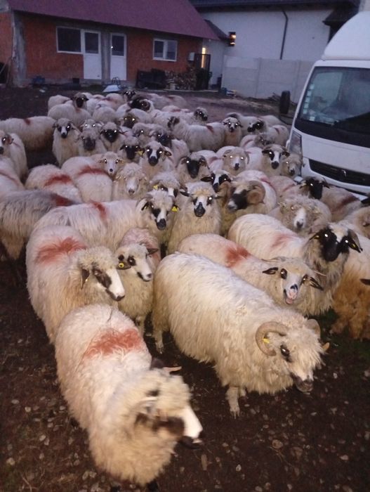 Vând mieluțe țurcane din primăvara asta și oi mioare,stramioare!