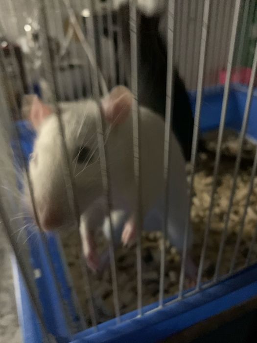 Домашние крыссы мальчики