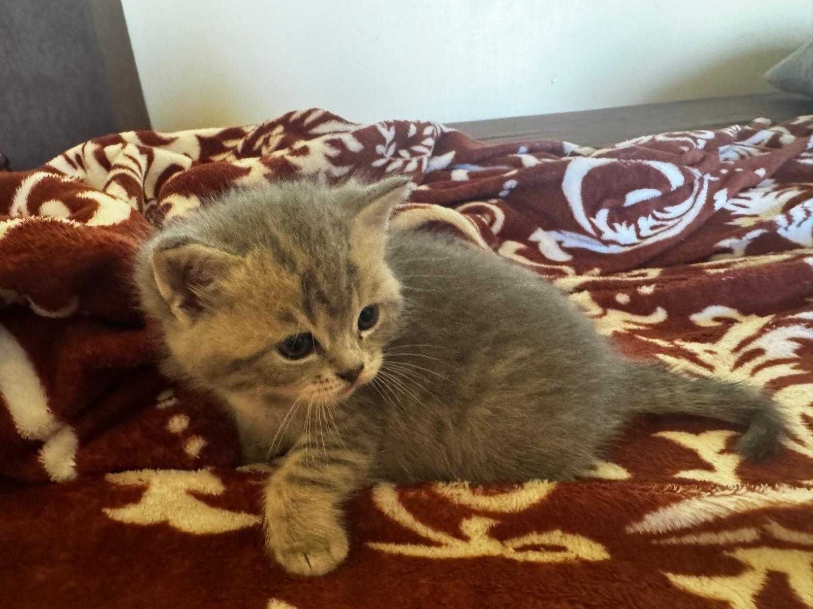 British Shorthair Silver Chinchilla