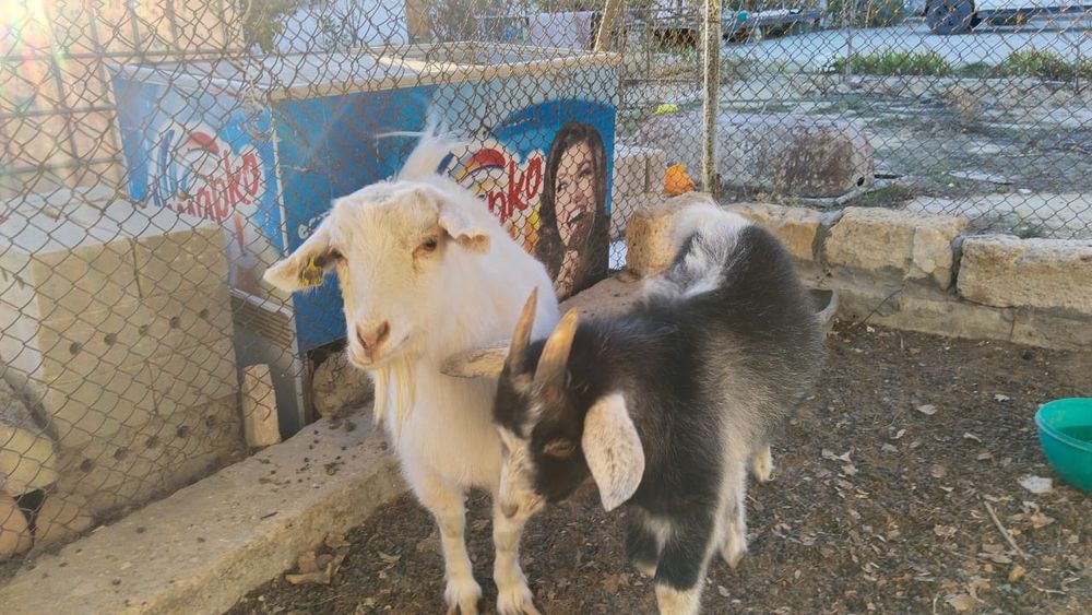 Ешкі лағымен сатылады