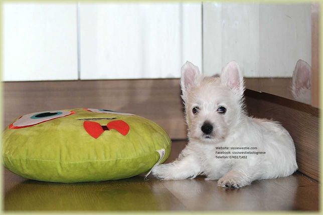 Westie mascul  - West Highland White Terrier cu pedigree FCI