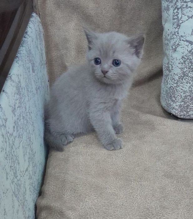 Шотландские котята