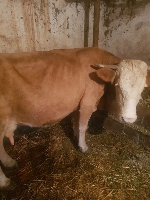 Vaca cu vițel tauras