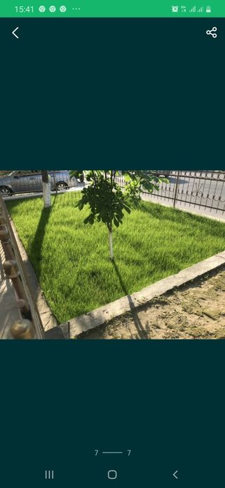 Газон экамиз рулонный хам ёткизамиз