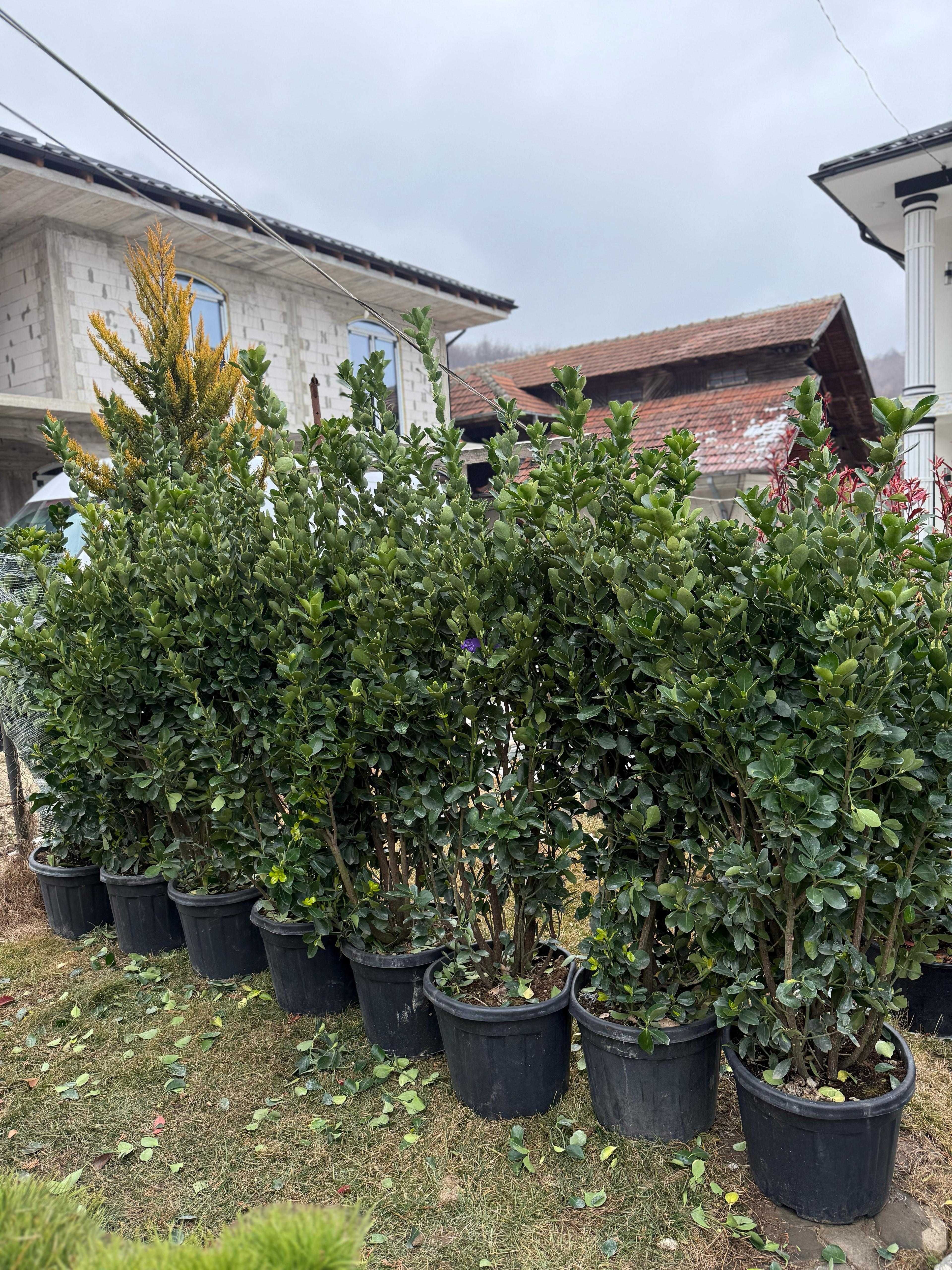 Tuia Smaragd și Leylandii – Gard viu dens și verde tot anul!