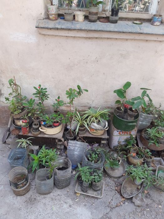 Комнатные цветы дешево