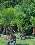 Plante ornamentale, super calitate, Bonsai oferta etc maslin