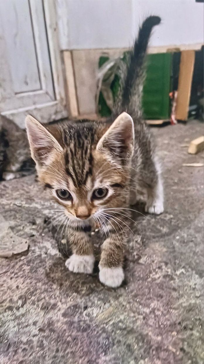 Donez doi pui de pisica foarte drăgălaș