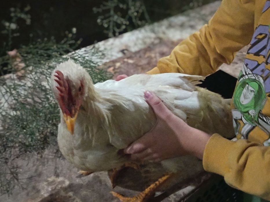 Oppoq Xoʻroz Zotli!