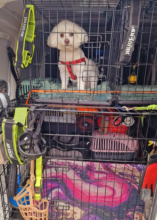 Animale de companie - TRANSPORT