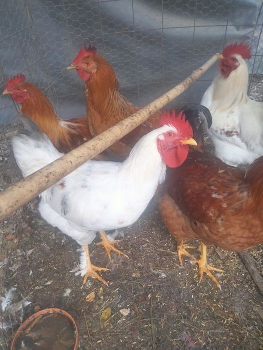 Vînd cocosi de curte