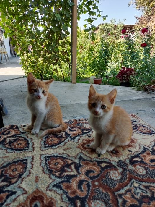 Отдам котят.    .