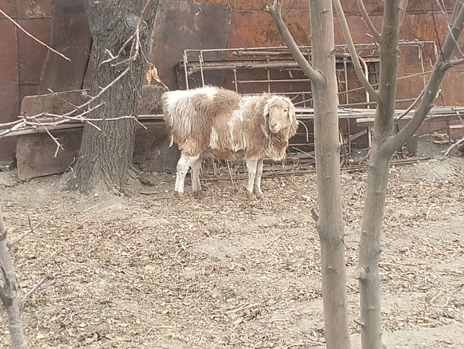 Қой сатылады семіз қой, откормленные бараны жирные молодые
