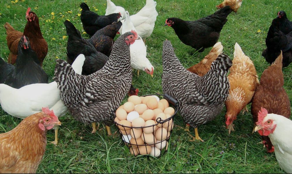 Продам курей домашних