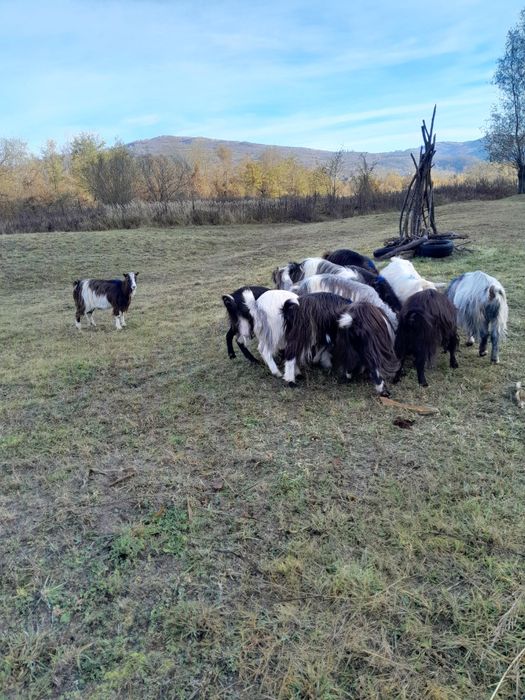 Se vand 13 capre si 2 tapi caprele sunt cele din poze