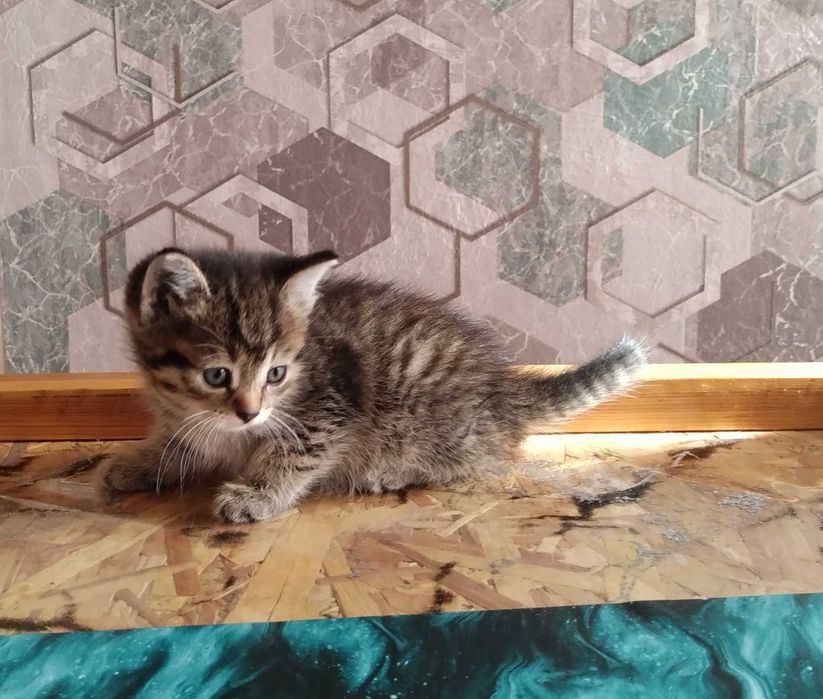 Отдам кошечку бесплатно