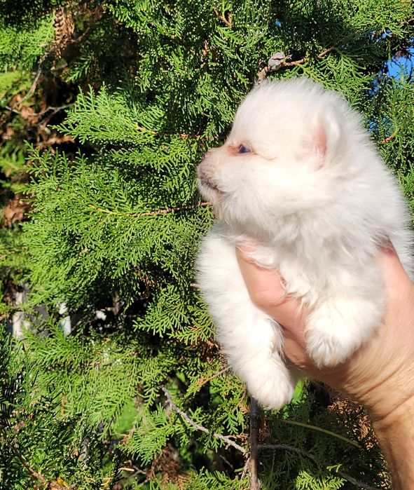 Померан-мини шпиц !!!