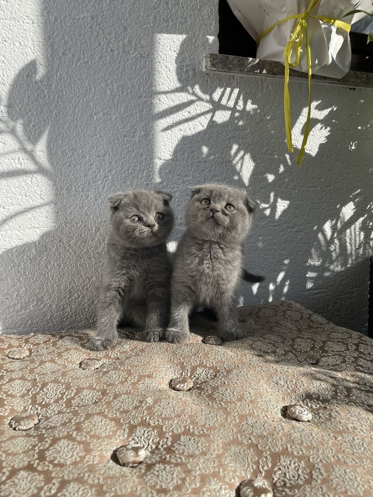 2 fetițe scottish fold