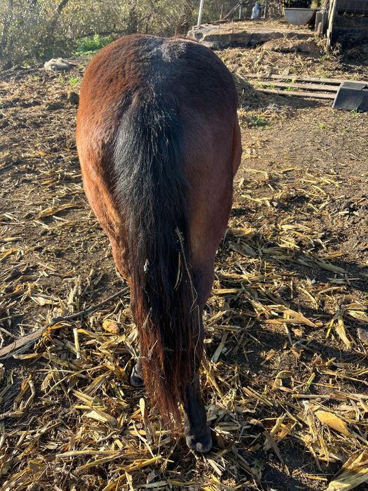 Manz de aproximativ 1 an