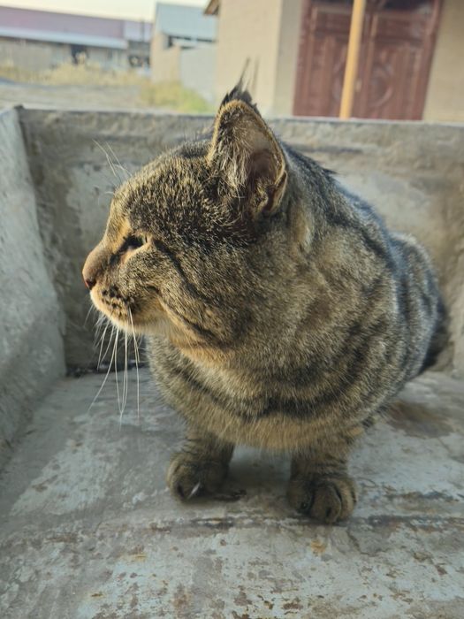 MUSHUK Juda oĝir va yoqim toy