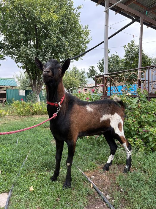 Таза альпи француз теке 100% 1,5жасар Козел ешкы ешкі коза козы