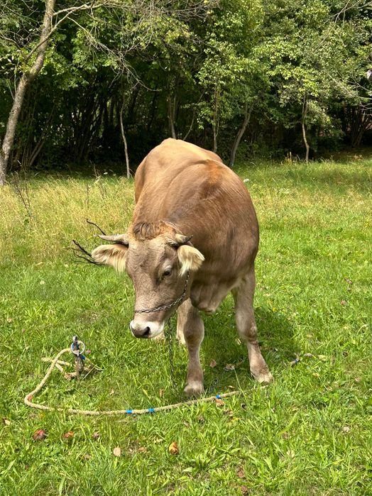 Vând vaca prima fătare