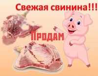 Продам Мясо Свинина