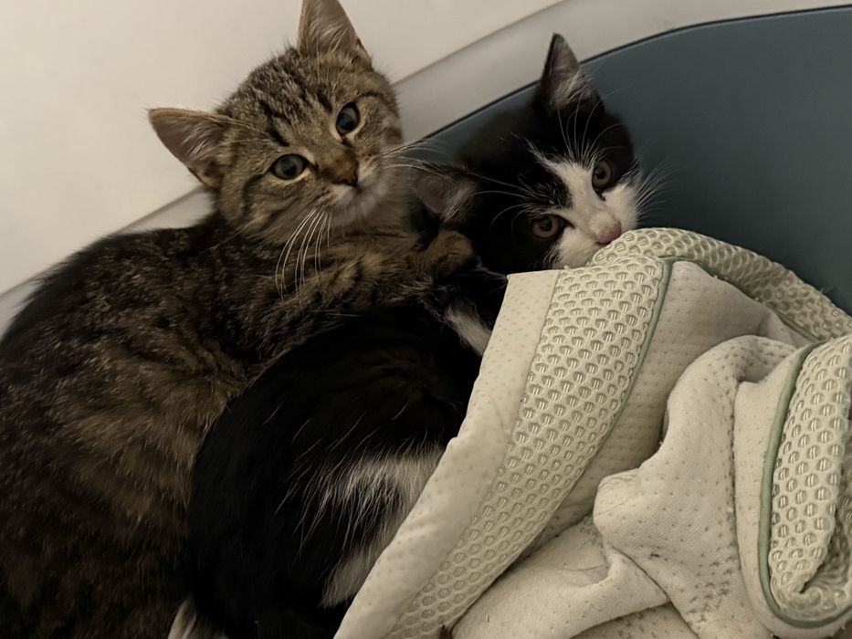 Donez doi motani frati donez iubitorilor de feline