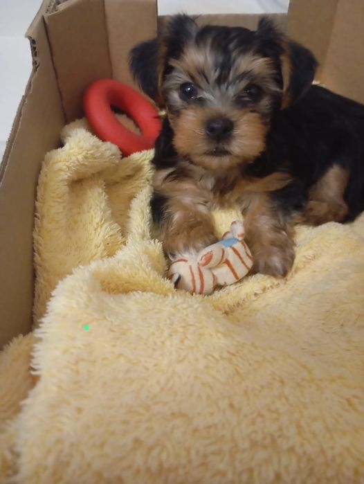 Продам йоркшского терьера