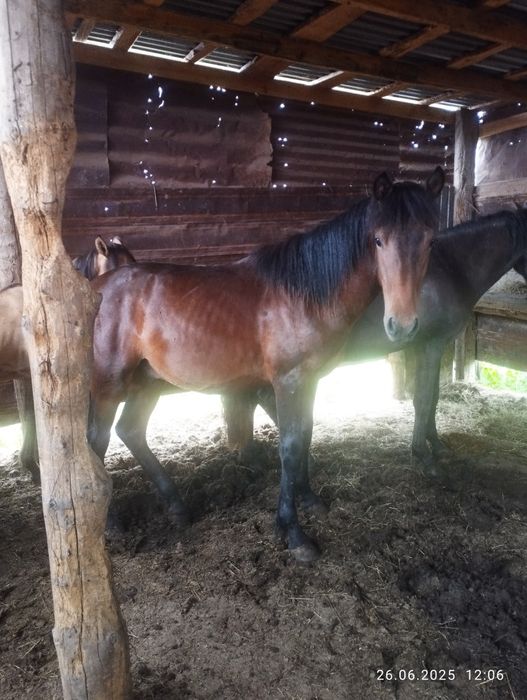 тайлар сатам откормнан