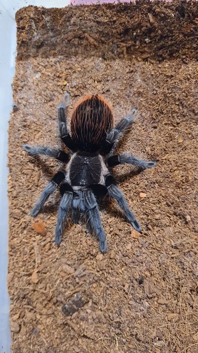 Tarantule de vânzare