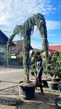 Cedru Pendula, Maslin Secular Buxus, Plante Ornamentale