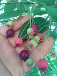 Arbore de stafide[amelanchier lamarkii]