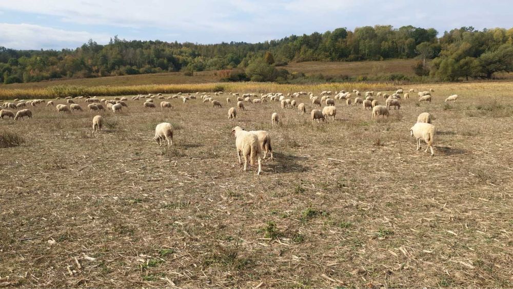 Продавам овце цигай