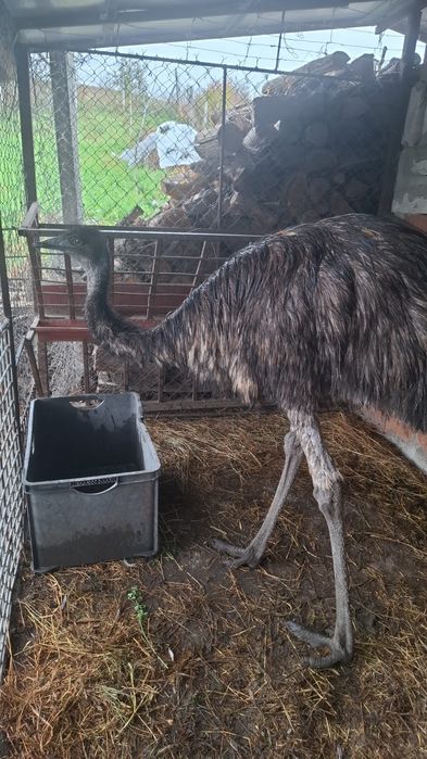Vând sau schimb femela de emu vârstă un an