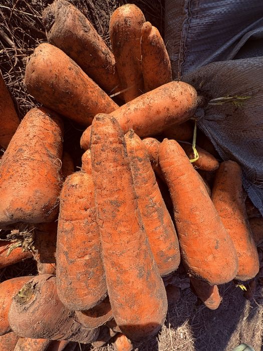 Продам морковь 80 тенге