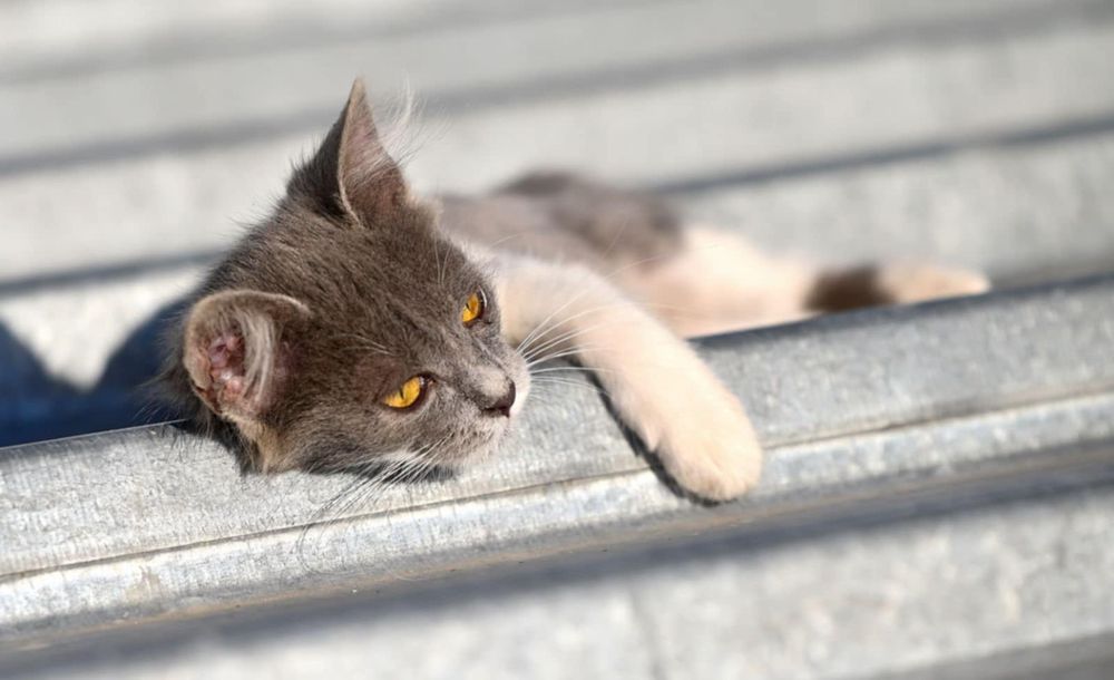 Подарявам мъжко коте в сиво и бяло на 3 месеца