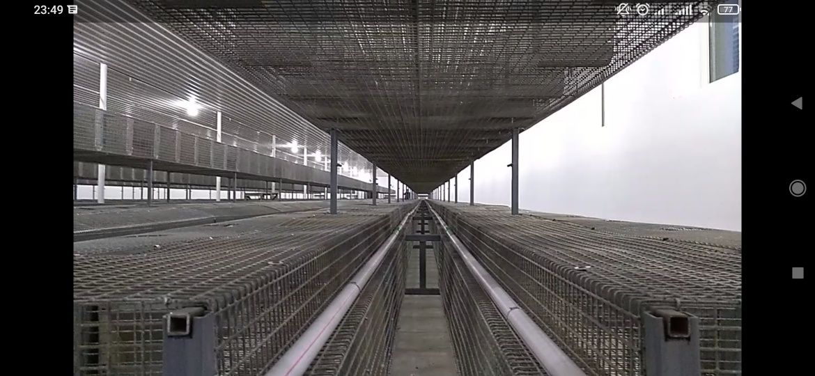 Клетка, (Кролик,Линия) Есть.  По телефону уточним.