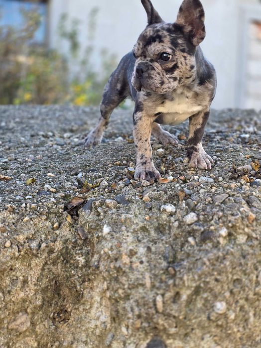 Cățelușă Bulldog Francez Merle - de vânzare