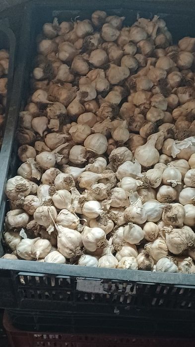 Vând usturoi romanesc