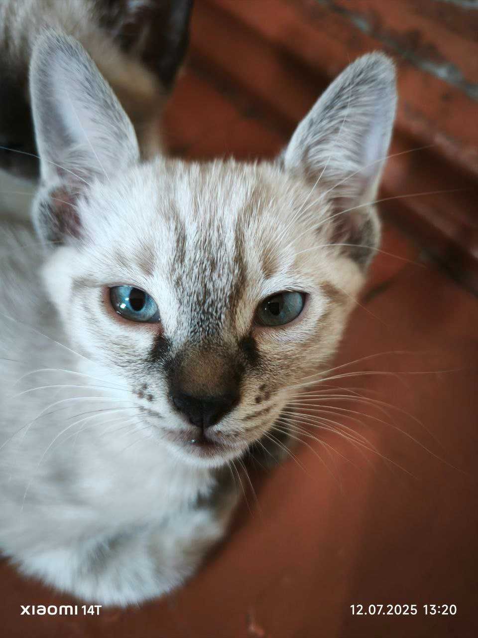 Продается сиамский котенок