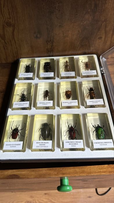 Colectie insecte DeAgostini