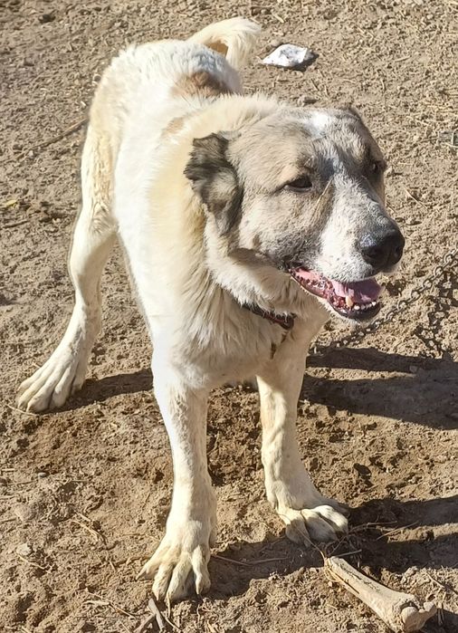 Отдам в хорошие руки Алабая молодой в феврале 2года будет.